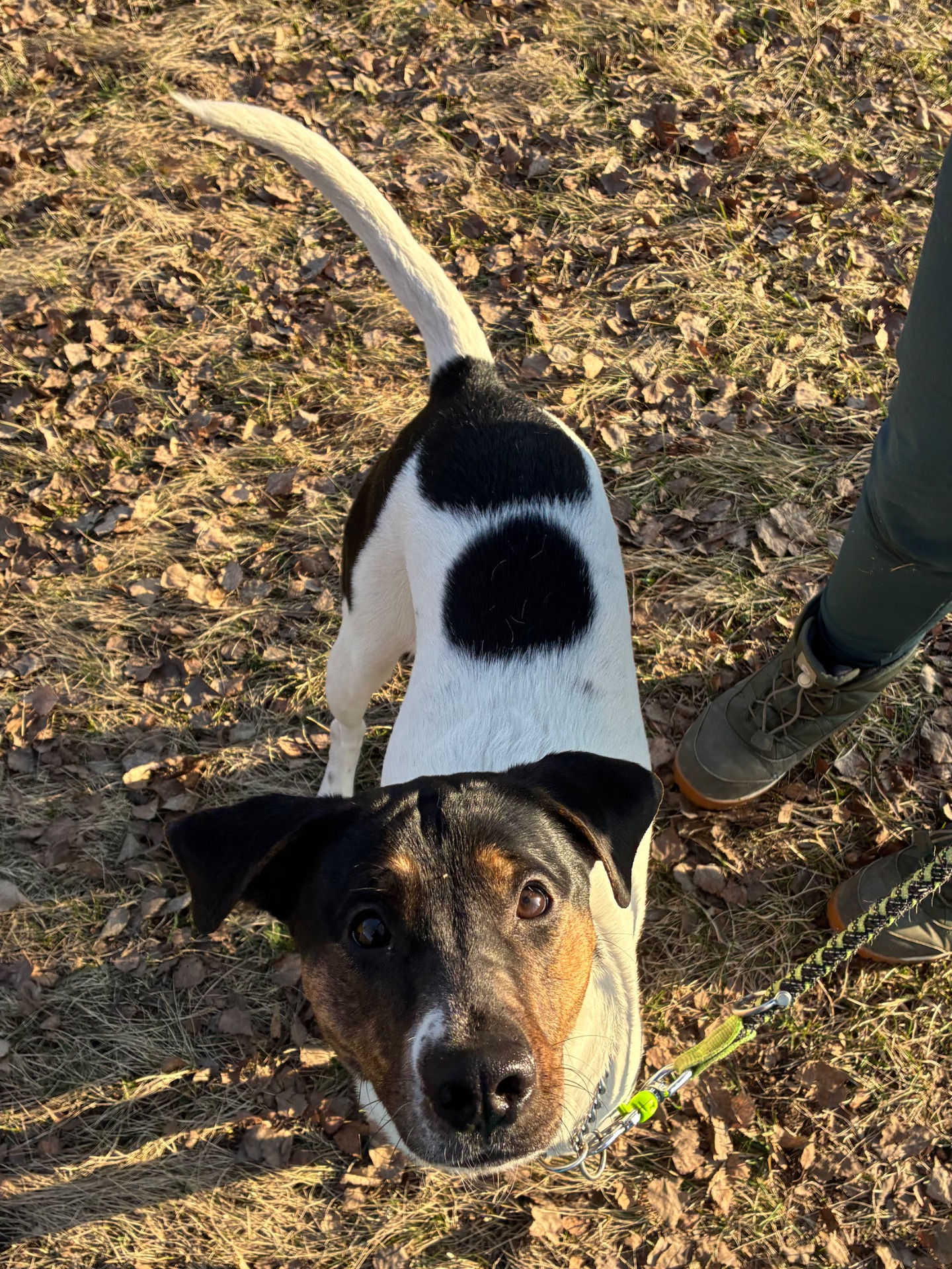 Sára, nalezená v Ostrově u stadionu, 4.3.2026