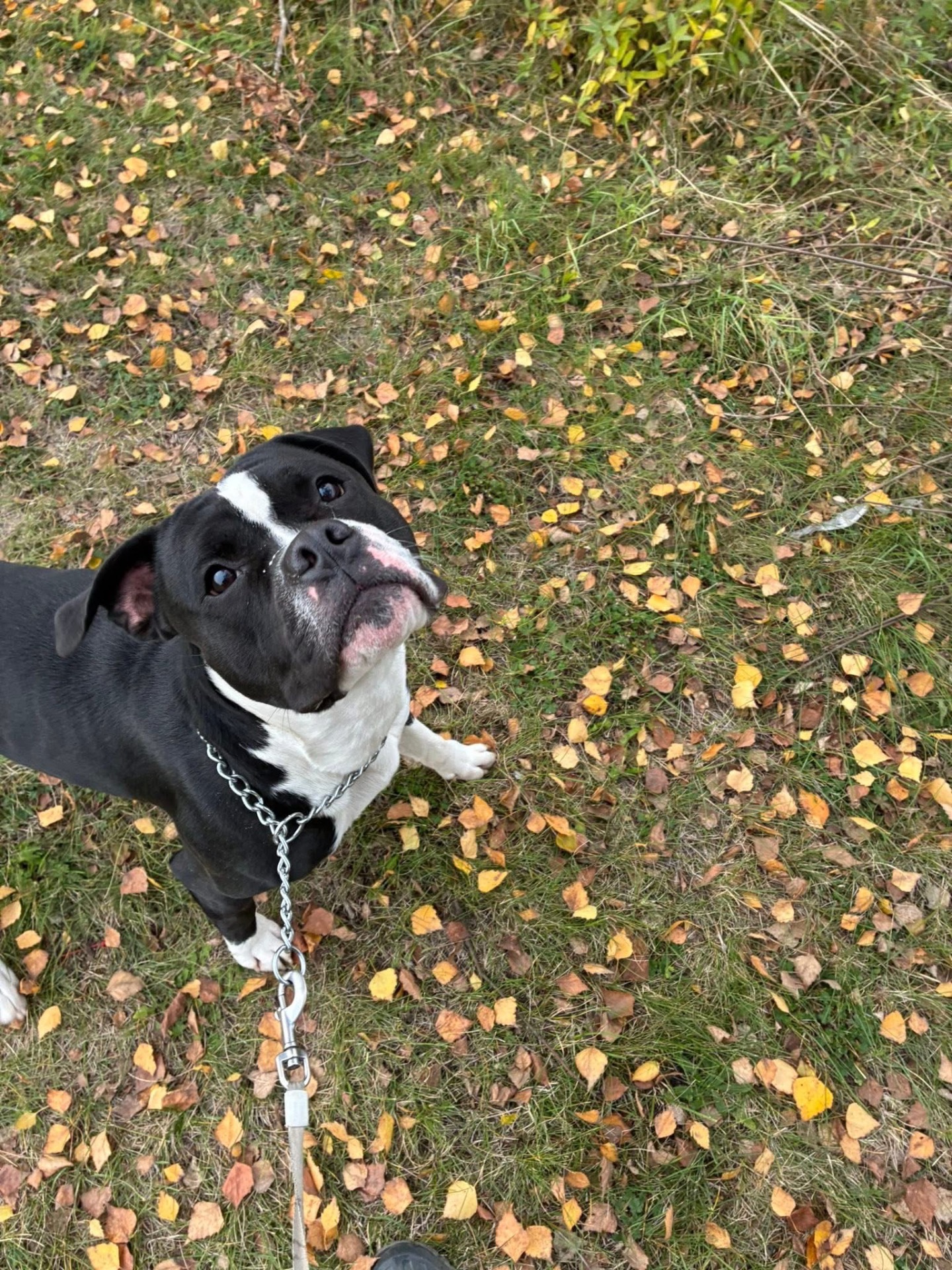 Lucky adoptován dne 29.10.2025