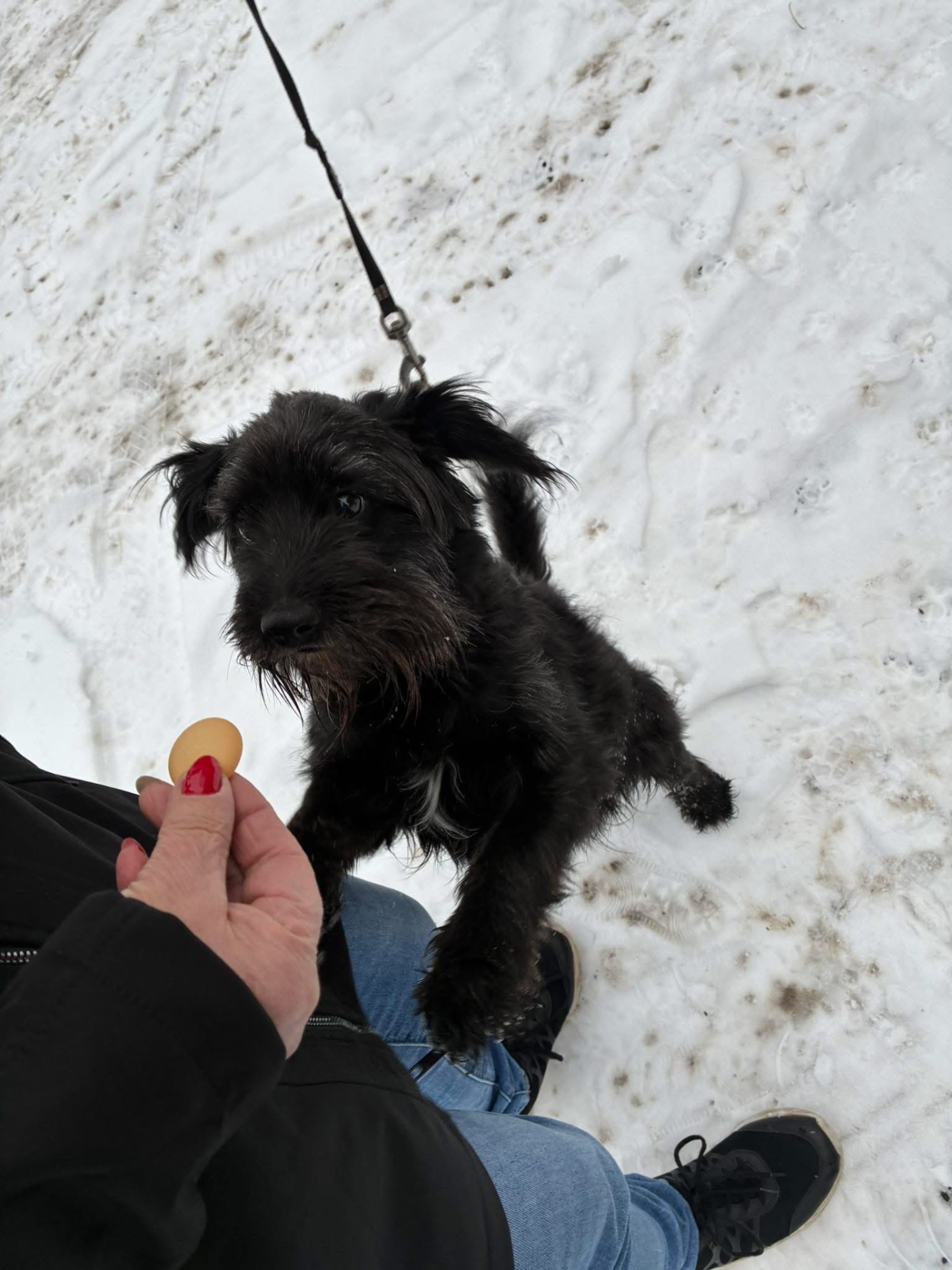 Čertík adoptován dne 17.1.2026