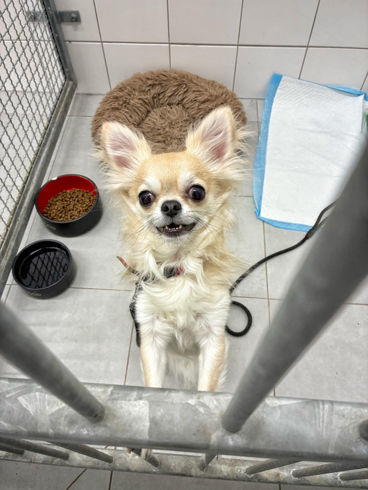 Filípek adoptovaný dne 23.1.2026