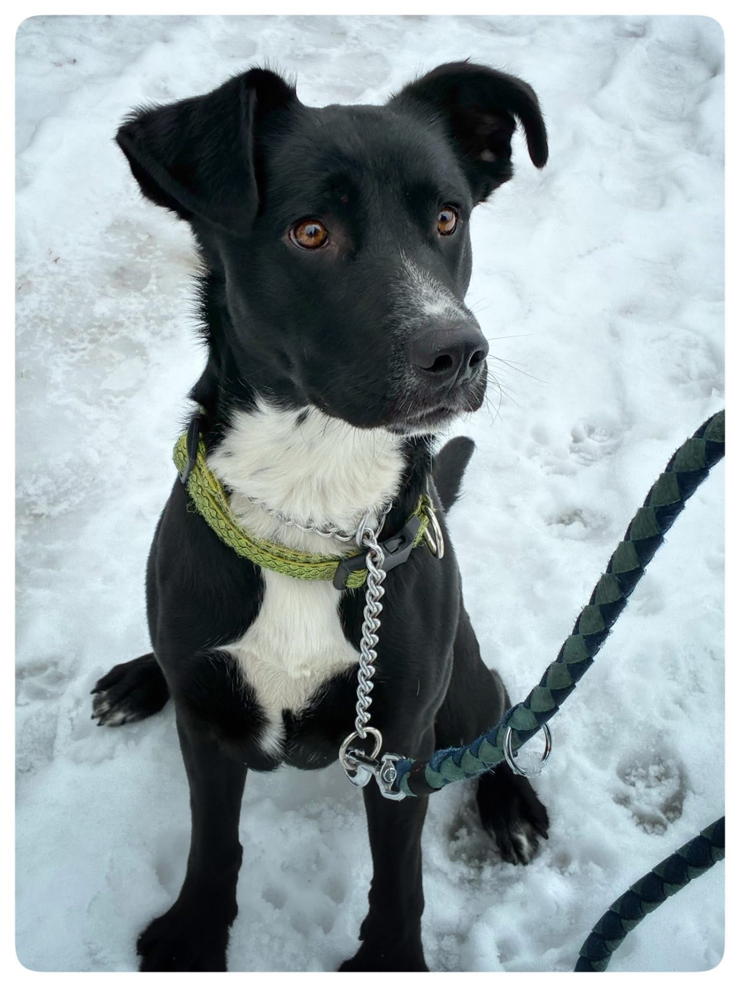 Ron adoptovaný dne 20.2.2026