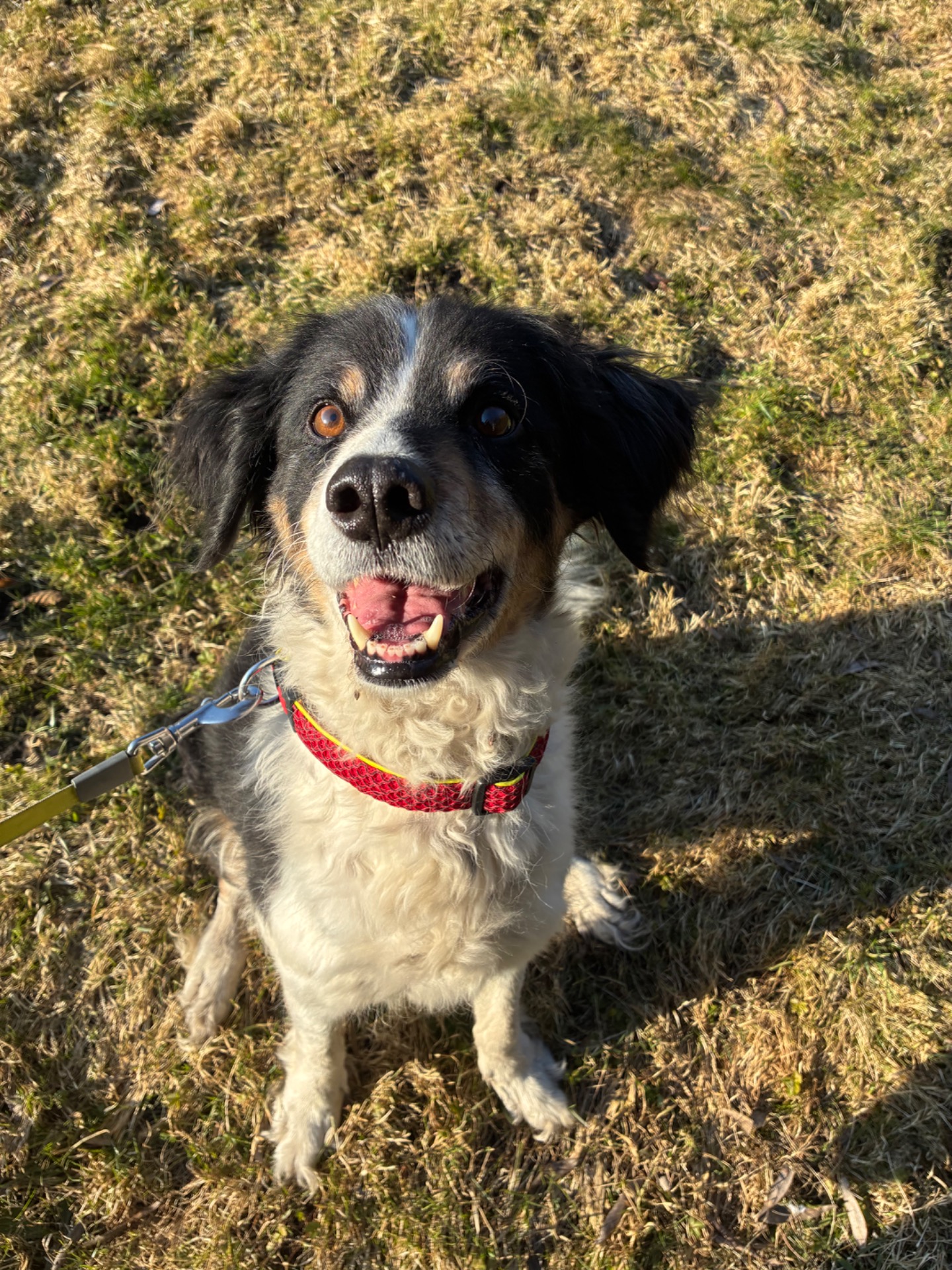 Kiki adoptovaná dne 7.3.2026