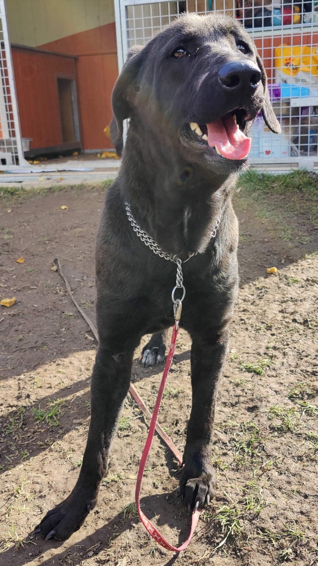 Steav předán spolku Pes nejvěrnější přítel dne 3.3.2026