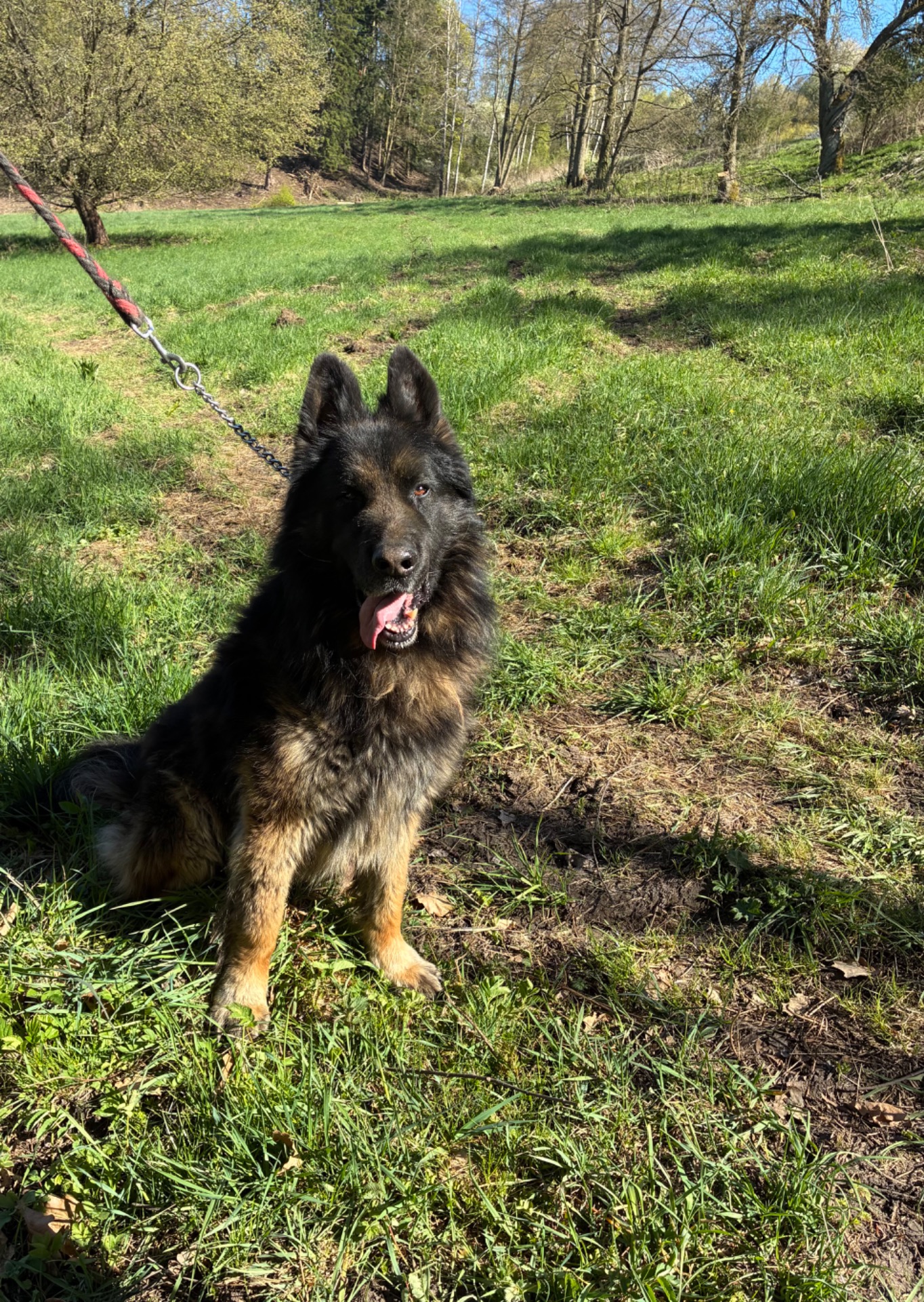 Rex, 5-6 let starý pes NO. Dostal se k nám z nevhodných podmínek. Sami ho teprve poznáváme.